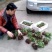 优质粉重楼苗/产地直销/货源充足，易栽易活需要的联系我！