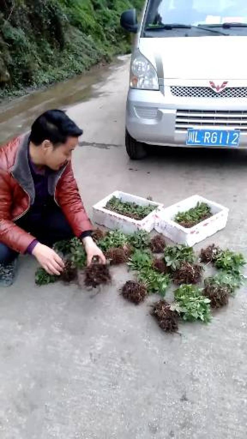 优质粉重楼苗/产地直销/货源充足，易栽易活需要的联系我！