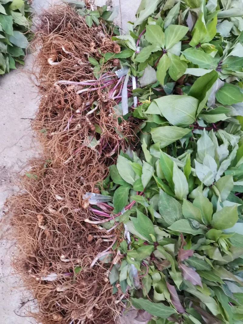 大量出售优质粉重楼苗，2年苗，易栽易活需要的联系我！