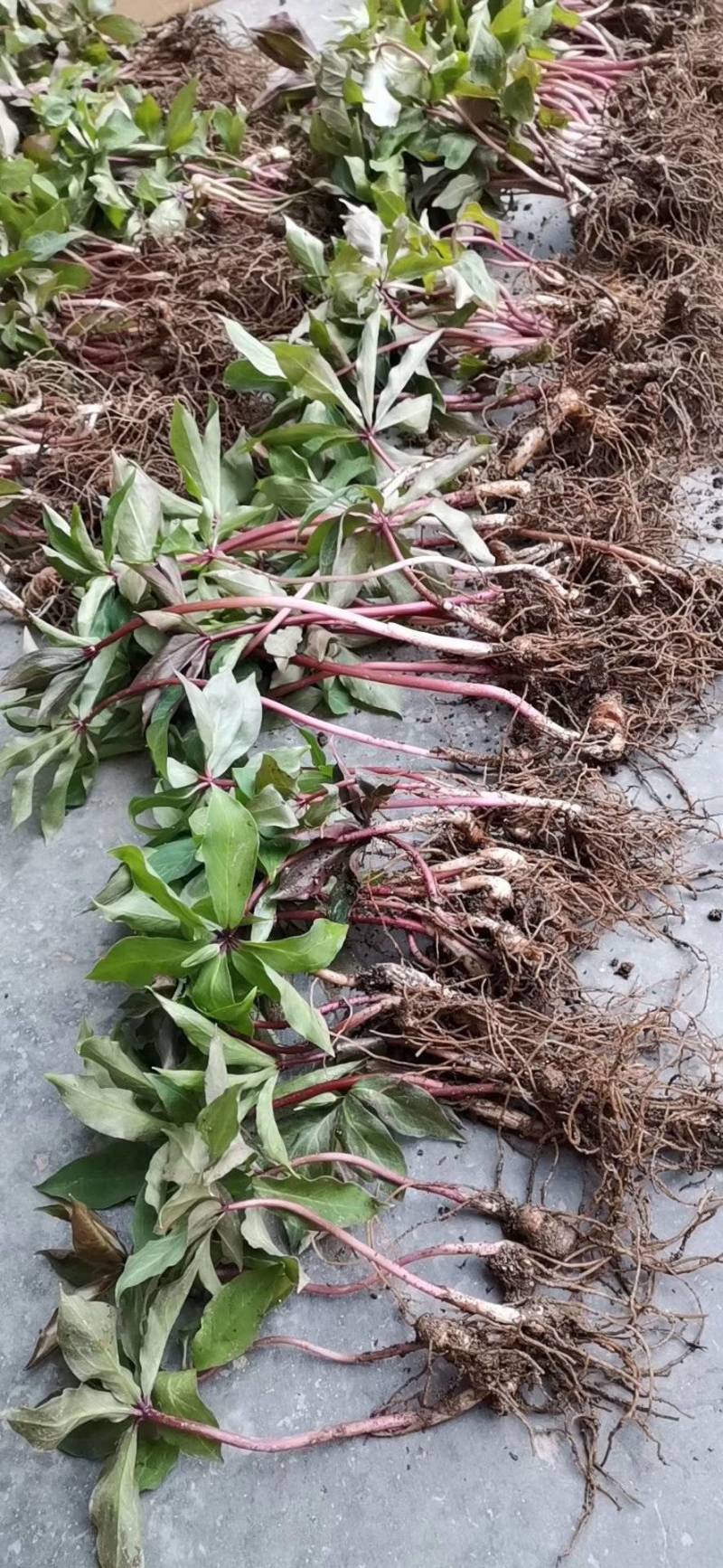大量出售优质粉重楼苗，2年苗，易栽易活需要的联系我！