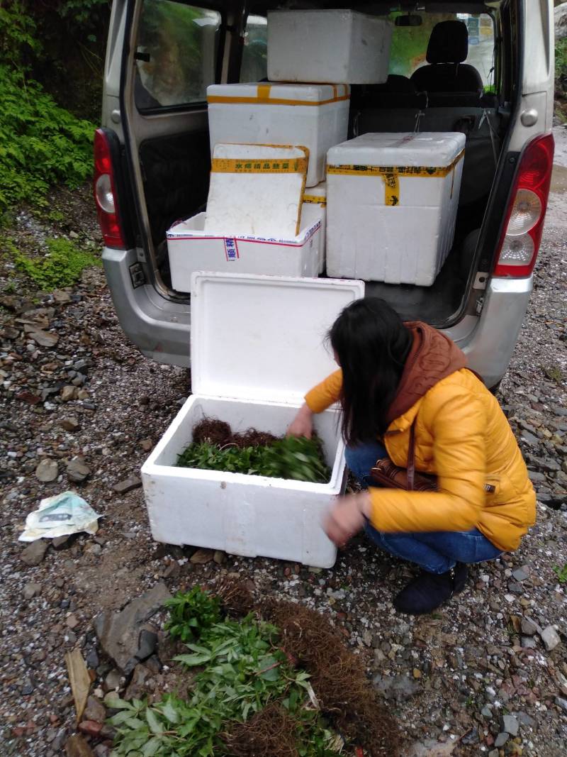大量出售优质粉重楼苗，2年苗，易栽易活需要的联系我！