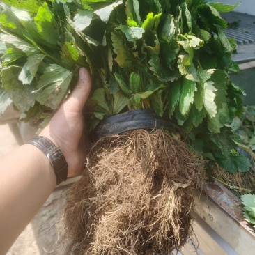 章姬草莓苗章姬草莓苗出售甜宝草莓苗奶油草莓苗