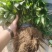 章姬草莓苗章姬草莓苗出售甜宝草莓苗奶油草莓苗
