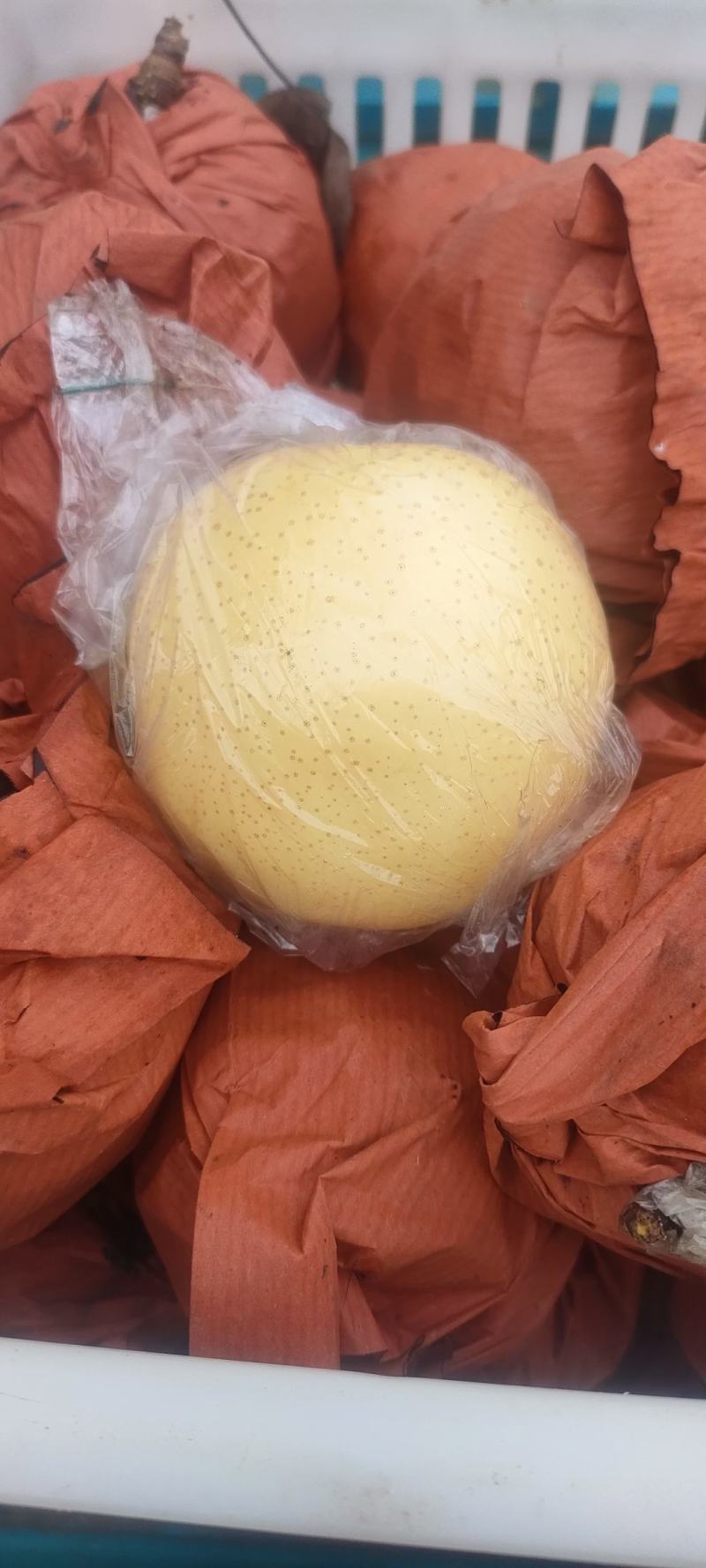 黄金梨丰水梨圆黄梨秋月梨产地大量出售价格便宜