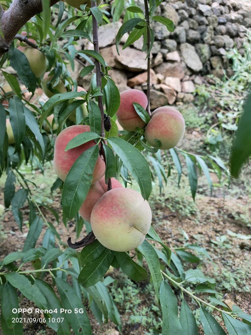 沂蒙冬桃