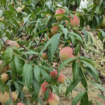 沂蒙冬桃