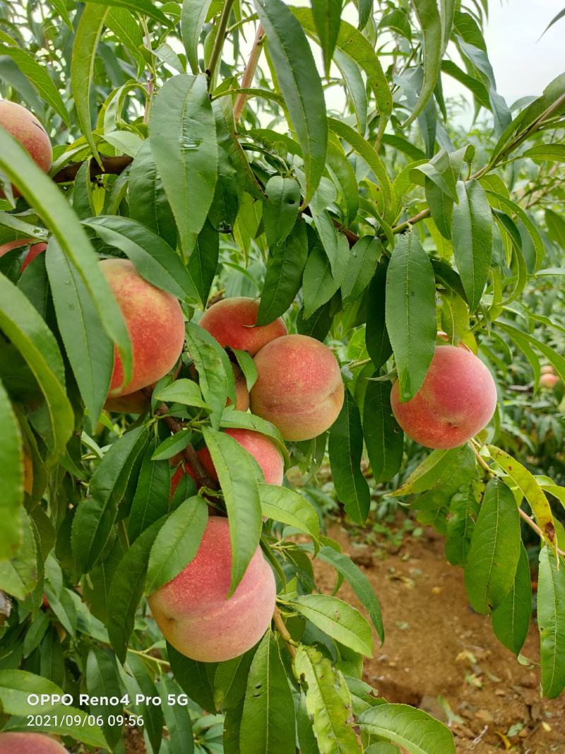 沂蒙冬桃