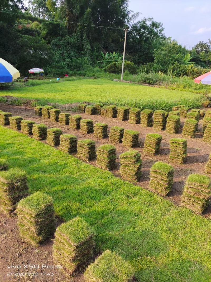 【荐】马尼拉草块大草皮草块草卷基地发货售后无忧规格齐全