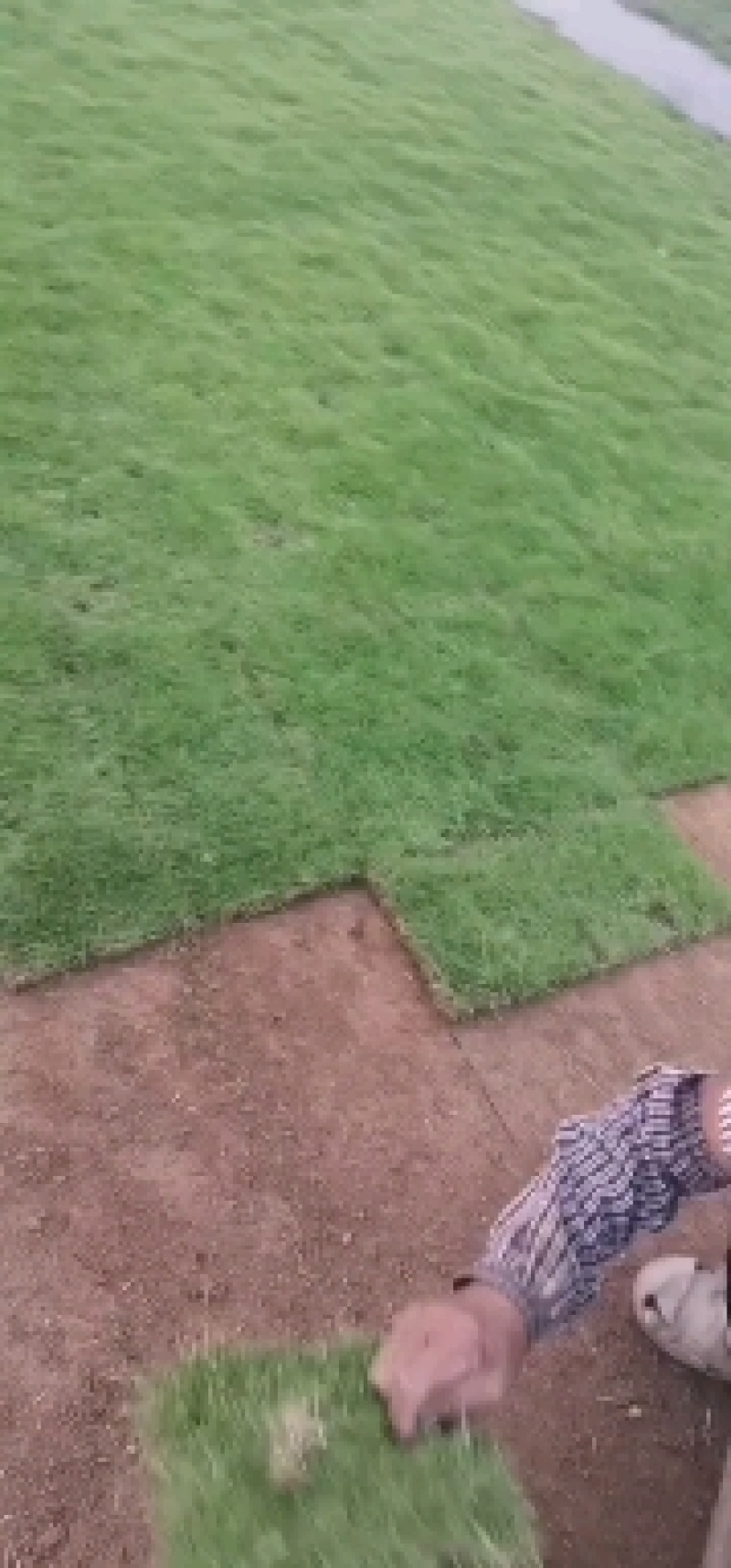绿化草皮