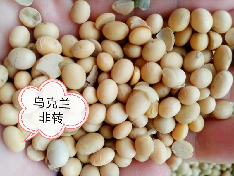 巴西乌克兰非转基因大豆，榨油厂专用豆，饲料加工豆制品加工