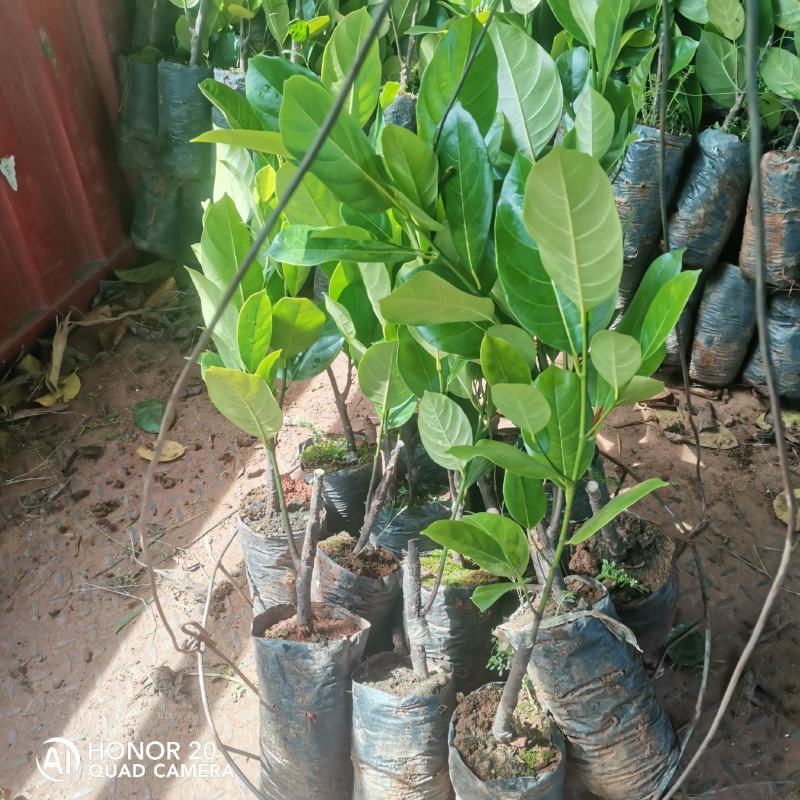 泰国八号菠萝蜜苗种植18个月挂果产量高。