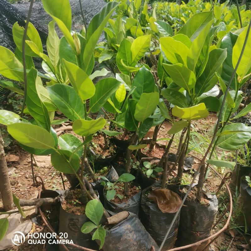 泰国八号菠萝蜜苗种植18个月挂果产量高。