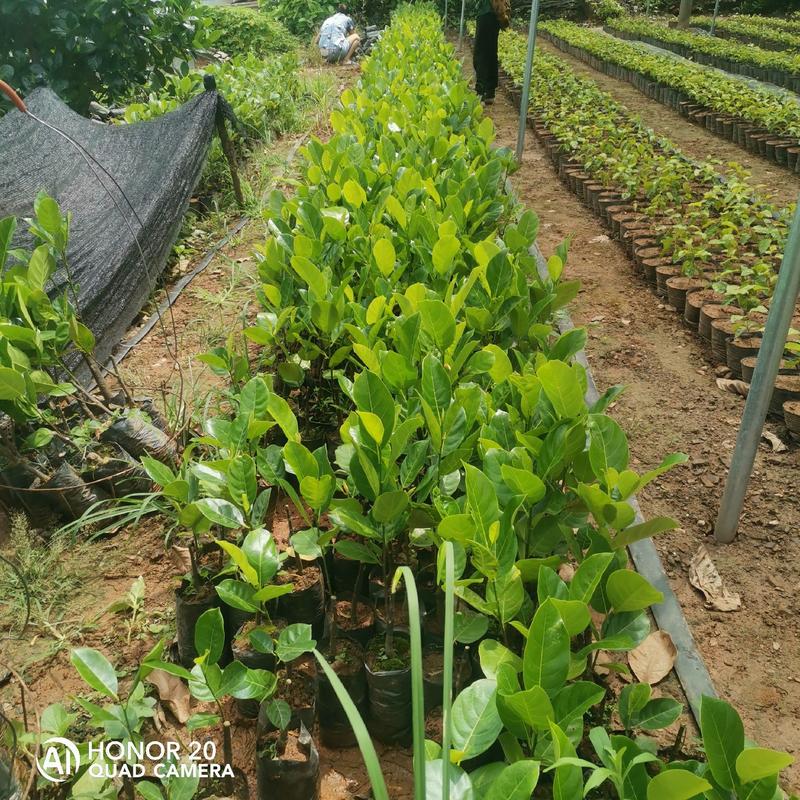 泰国八号菠萝蜜苗种植18个月挂果产量高。