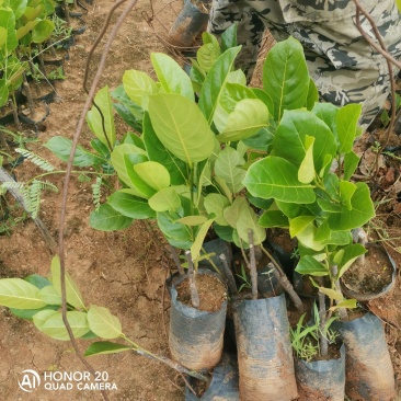 泰国八号菠萝蜜苗种植18个月挂果产量高。
