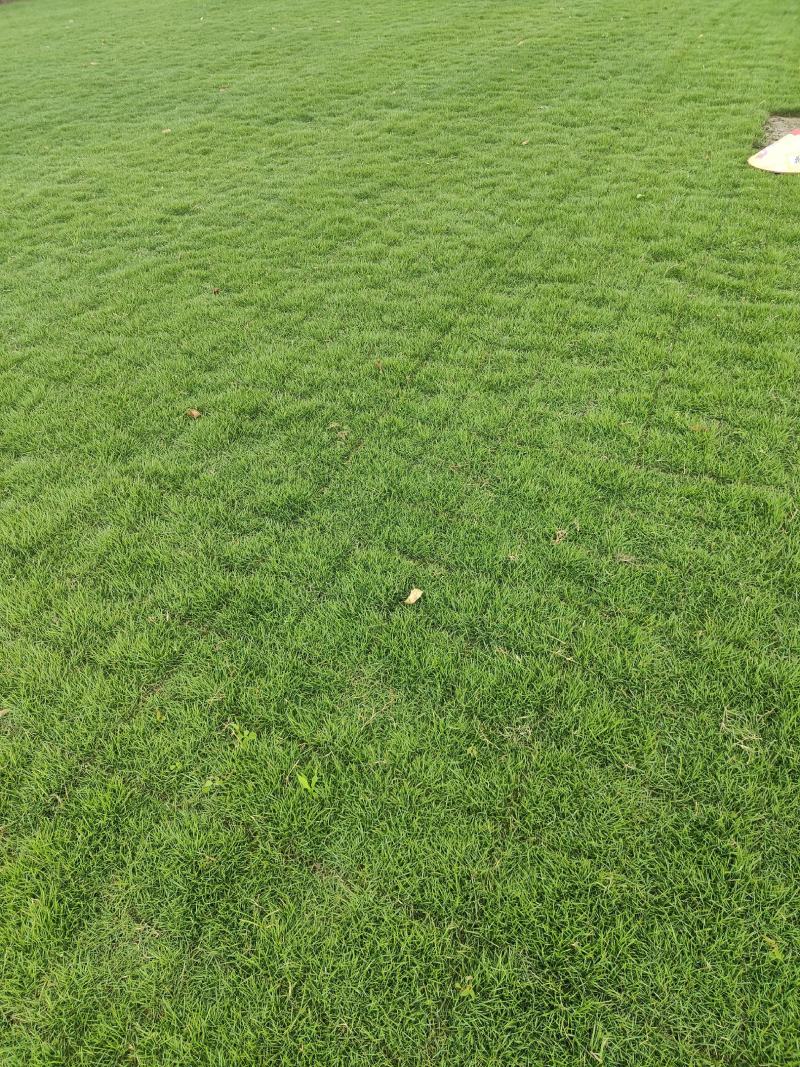 【荐】马尼拉草块大草皮草块草卷基地发货售后无忧规格齐全