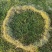 【荐】马尼拉草块大草皮草块草卷基地发货售后无忧规格齐全