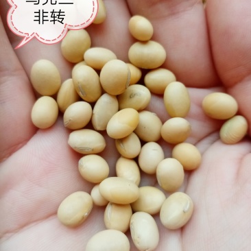 巴西乌克兰非转基因大豆，榨油厂专用豆，饲料加工豆制品加工