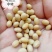 巴西乌克兰非转基因大豆，榨油厂专用豆，饲料加工豆制品加工