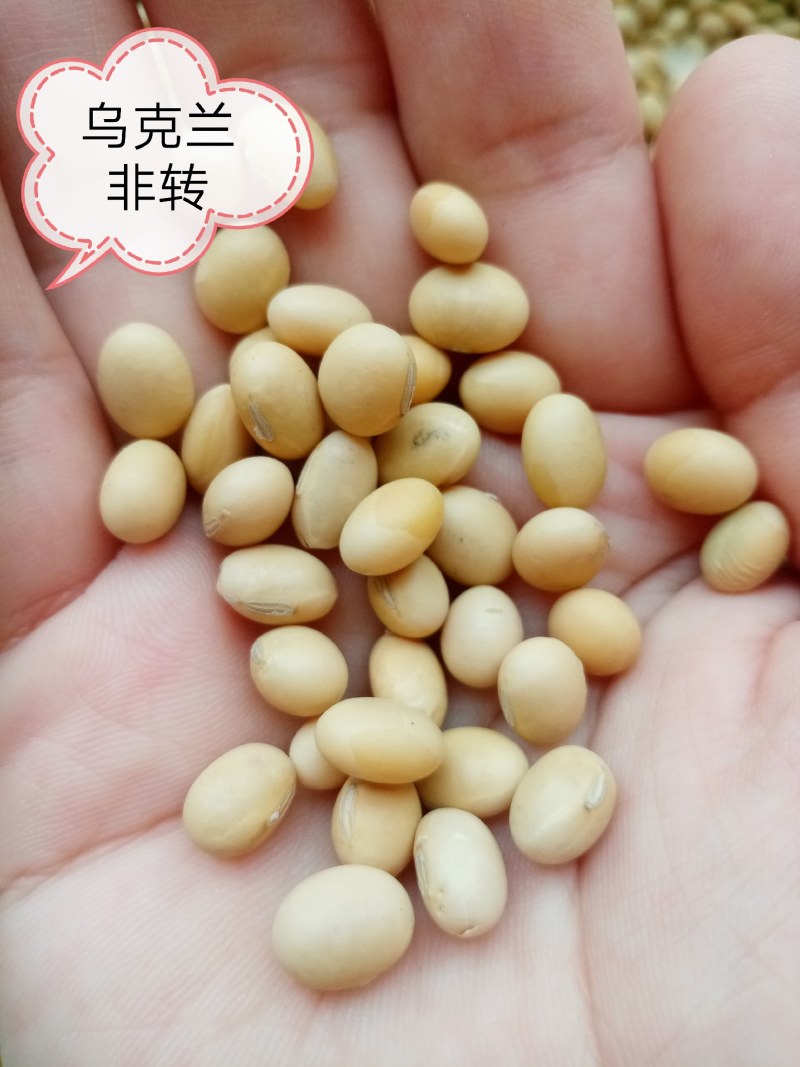 巴西乌克兰非转基因大豆，榨油厂专用豆，饲料加工豆制品加工