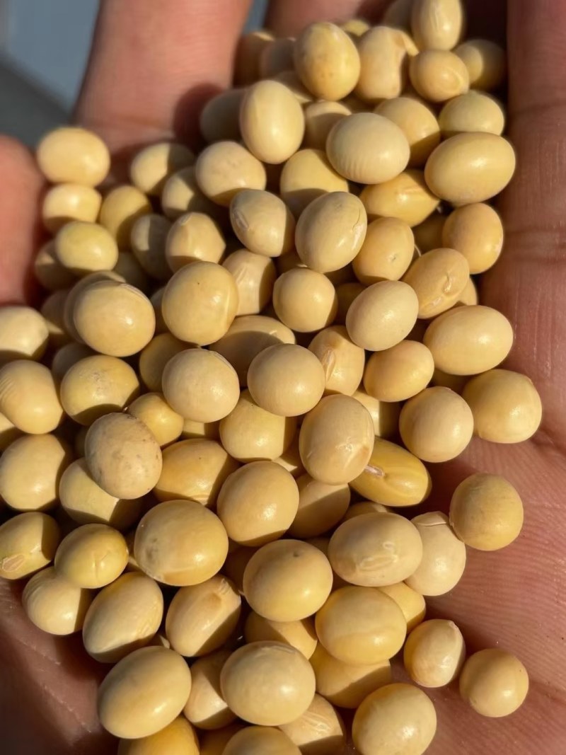 巴西乌克兰非转基因大豆，榨油厂专用豆，饲料加工豆制品加工