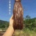 连平坡头番薯粉丝