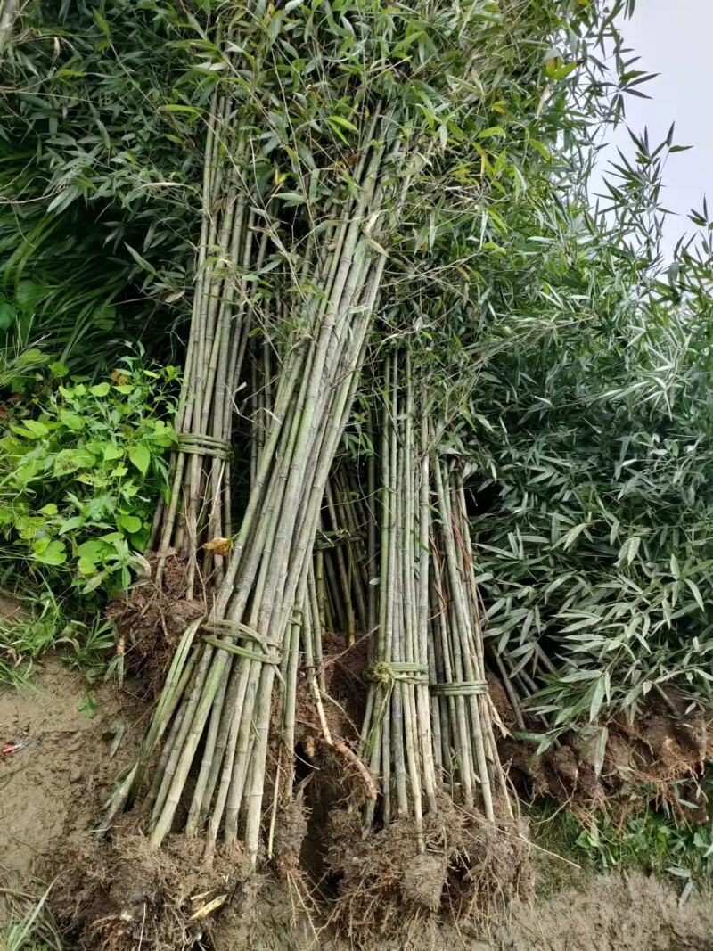 刚竹1-2-3公分精品刚竹量大，批发价出售。
