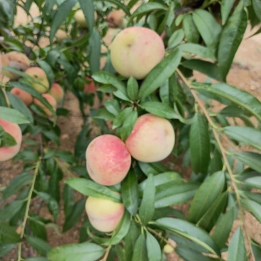 沂蒙冬桃