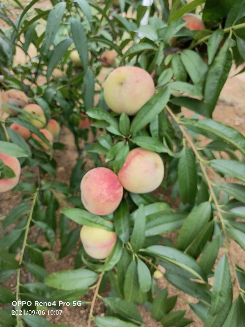 沂蒙冬桃