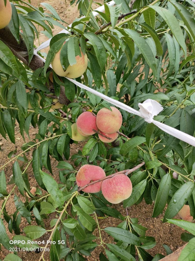 沂蒙冬桃