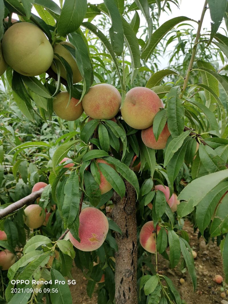 沂蒙冬桃
