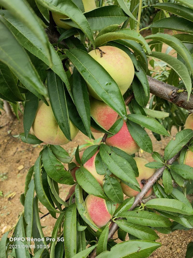 沂蒙冬桃