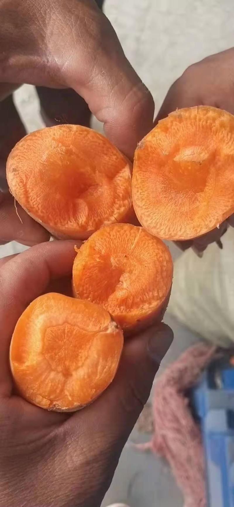 《优惠》新鲜次品胡萝卜，养殖用胡萝卜，加工厂货，全年供应