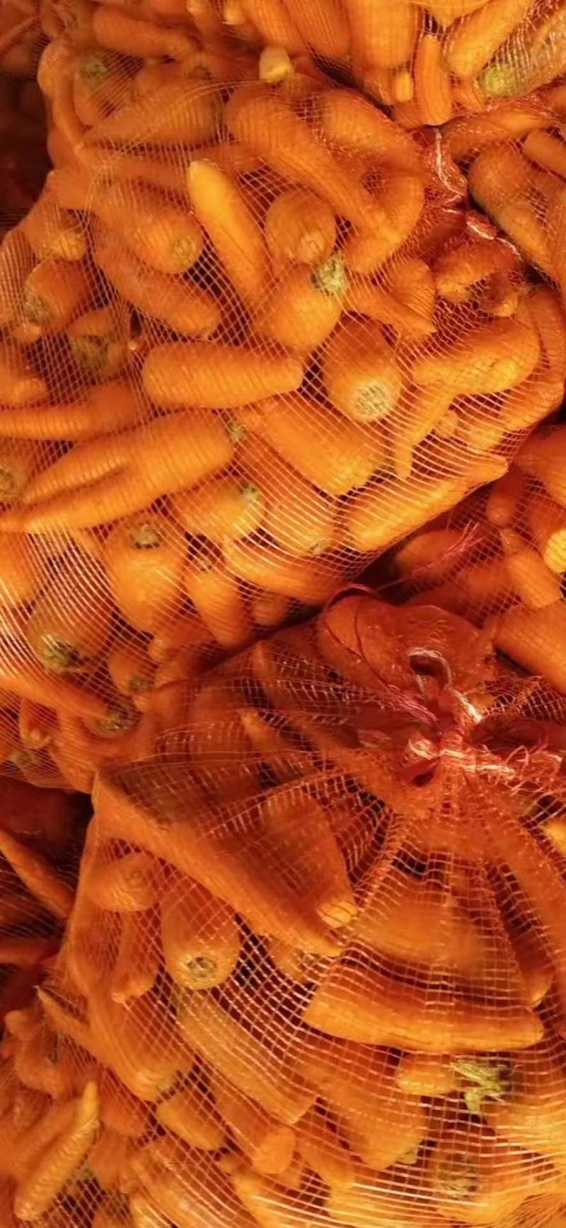 《优惠》新鲜次品胡萝卜，养殖用胡萝卜，加工厂货，全年供应