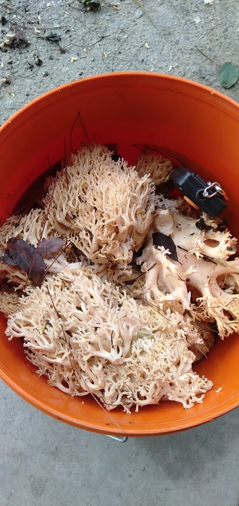 松树菌，