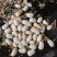 大芸豆，白扁豆，大白扣，大颗粒手选