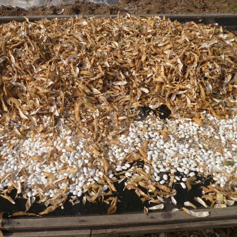 大芸豆，白扁豆，大白扣，大颗粒手选