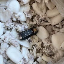 北海一厂家直销次品墨鱼仔、次墨丁，货源充足，量大价优