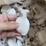 北海一厂家直销次品墨鱼仔、次墨丁，货源充足，量大价优