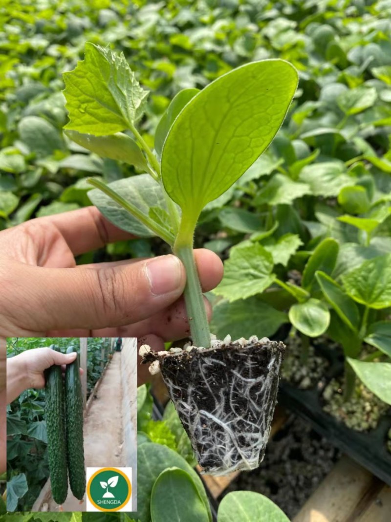 嫁接黄瓜苗高产绿油量黑油量密刺绿瓤条顺直易管理