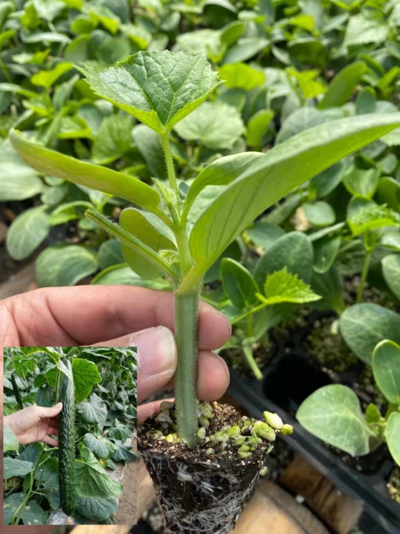 嫁接黄瓜苗高产绿油量黑油量密刺绿瓤条顺直易管理