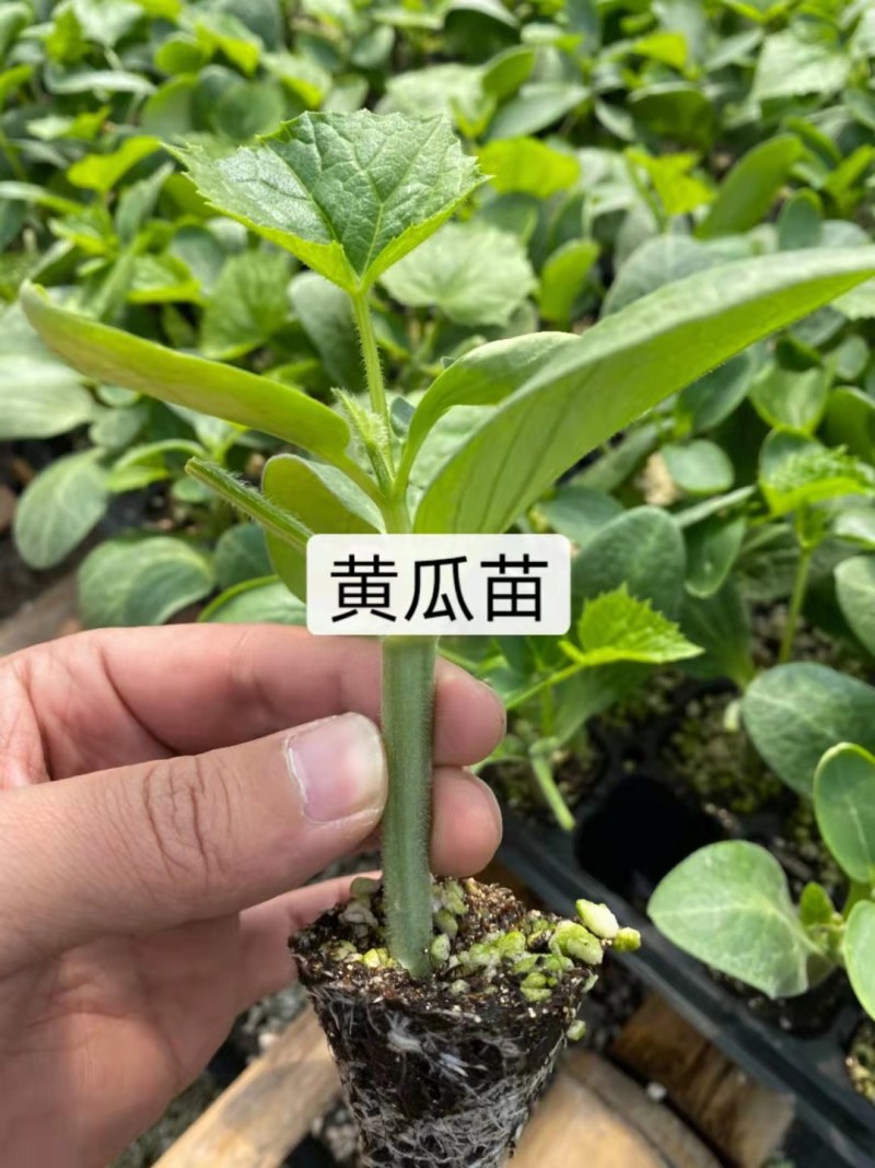 嫁接黄瓜苗高产绿油量黑油量密刺绿瓤条顺直易管理