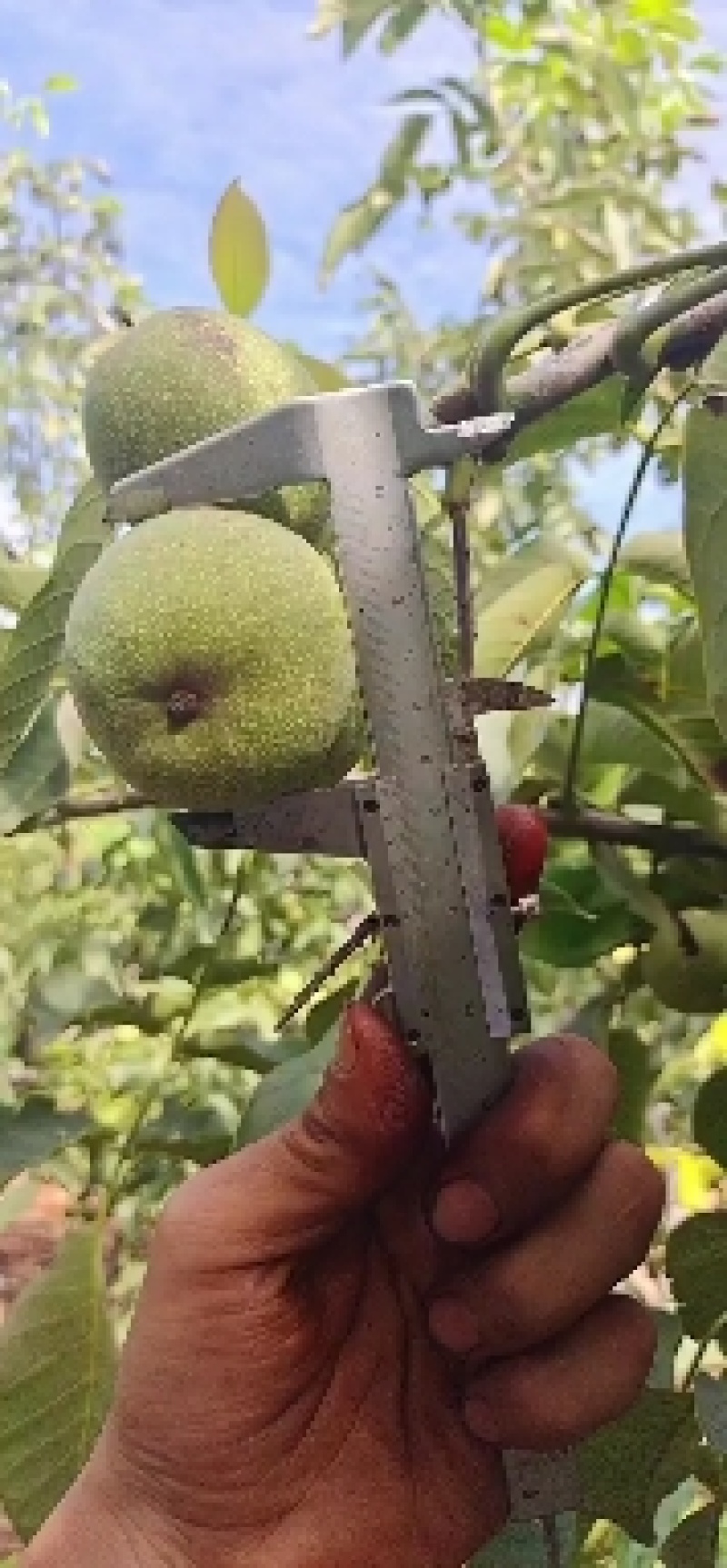 青皮核桃辽系香菱清香各种规格优质核桃