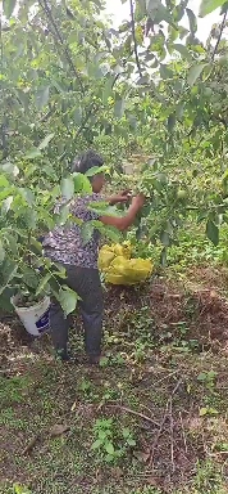 青皮核桃辽系香菱清香各种规格优质核桃