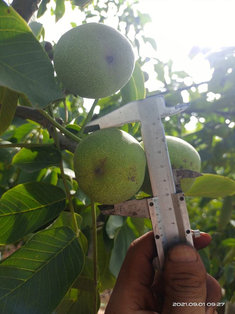 青皮核桃辽系香菱清香各种规格优质核桃