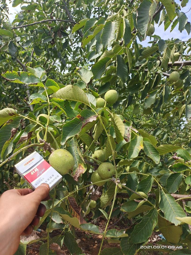 青皮核桃辽系香菱清香各种规格优质核桃