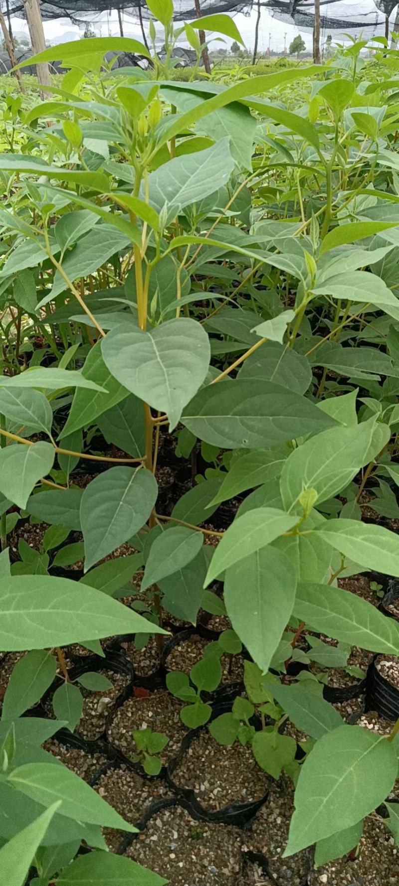 木姜子苗山胡椒苗出售精选优质种子育苗高成活率