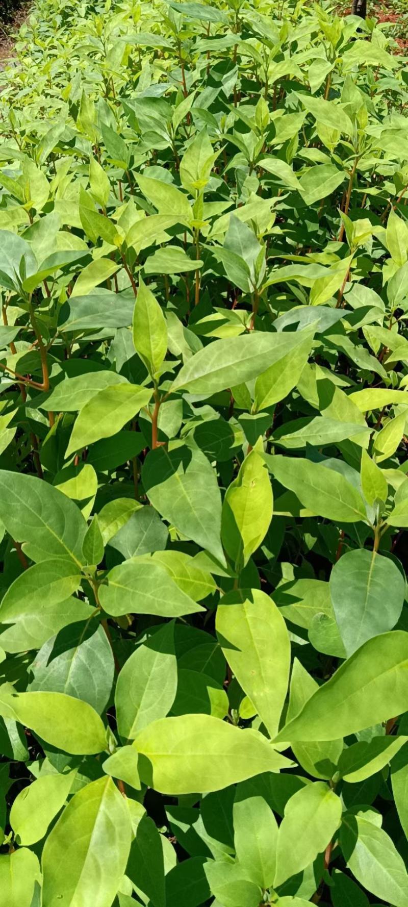 木姜子苗山胡椒苗出售精选优质种子育苗高成活率