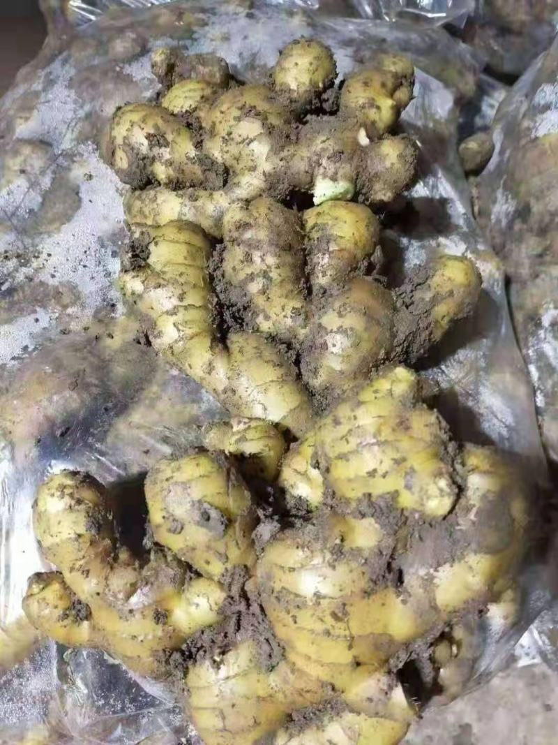 山东大黄姜（风干姜/水洗姜/沙土姜）市场货/电商货/加工厂