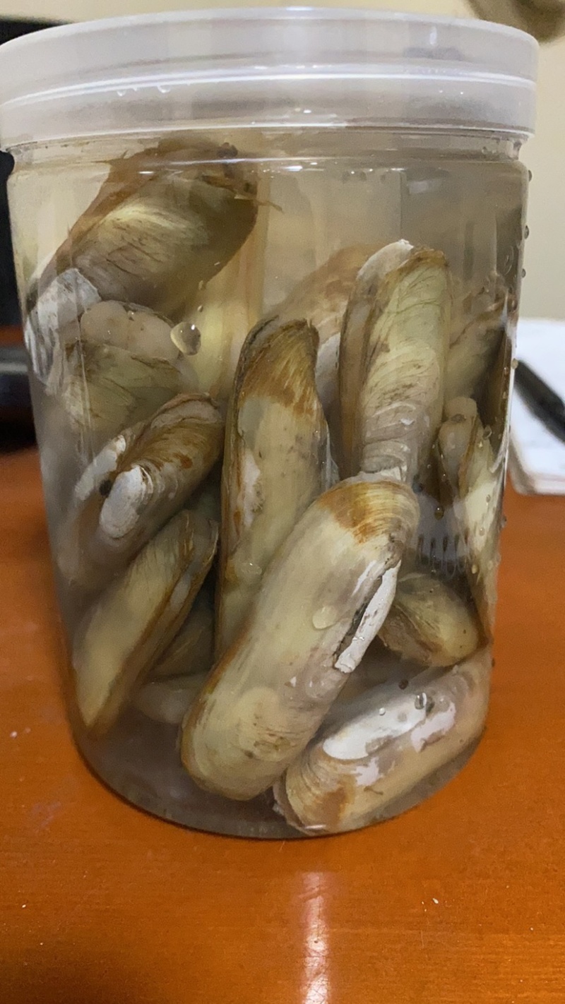 海蛏欢迎电商采购全国发货。