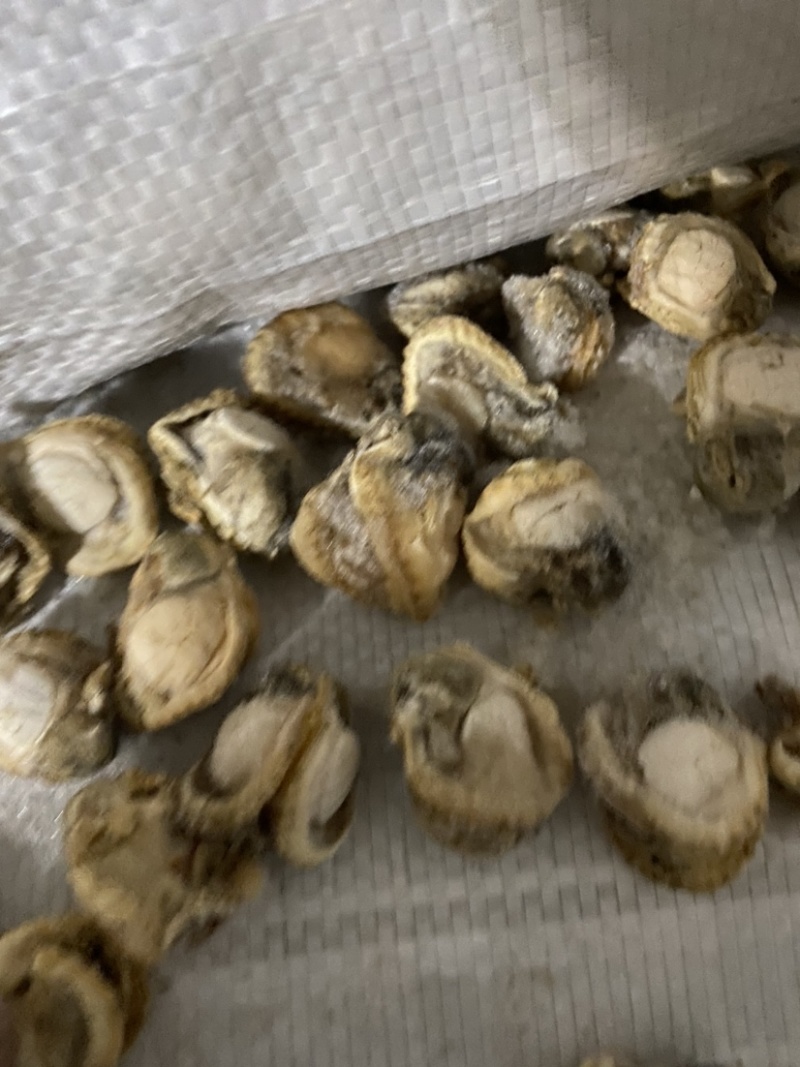 海蛏欢迎电商采购全国发货。